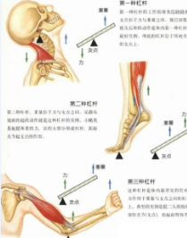 人体中的杠杆