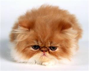 不高兴的猫