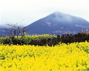 油菜花