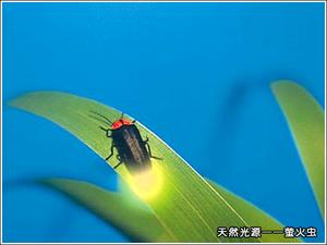 天然光源-萤火虫