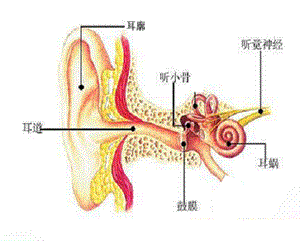 耳朵构造