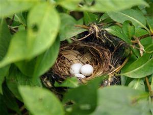 bird's eggs