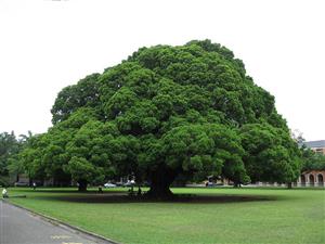trees