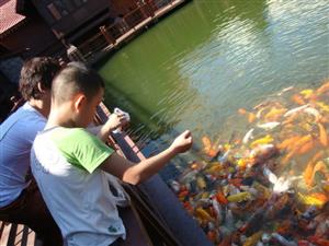 feeding the fish