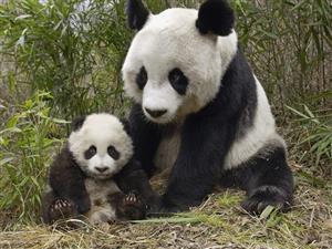 panda 2