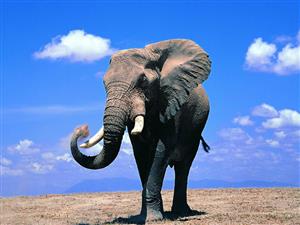 elephant 3