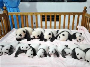 baby pandas