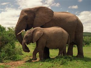 elephant 2
