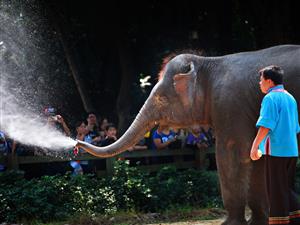 elephant 1