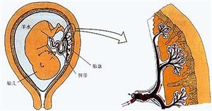 胎儿示意图-2