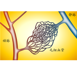 三种血管关系示意图