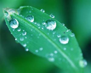 雨露