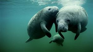 manatee