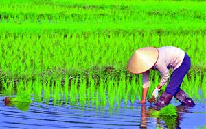 越南水稻种植