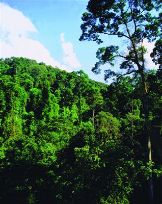 热带季雨林景观
