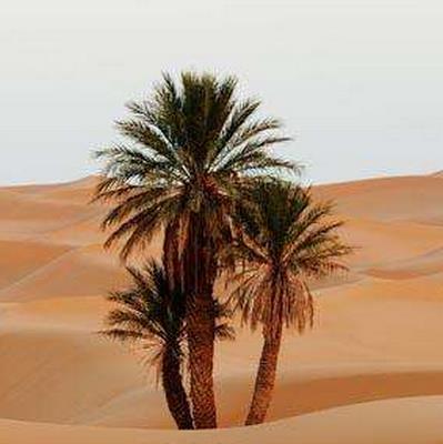 沙漠气候与沙漠植物