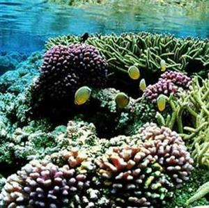 海底植物—海藻