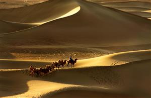丝绸之路上的骆驼