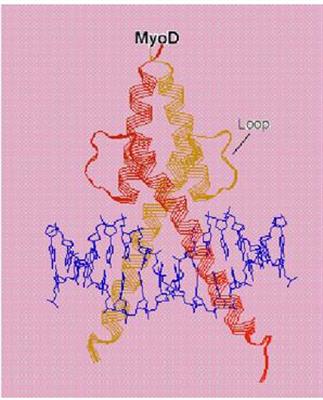 转录因子MyoD的螺旋-环-螺旋模序