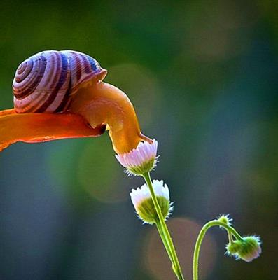 观察蜗牛的运动