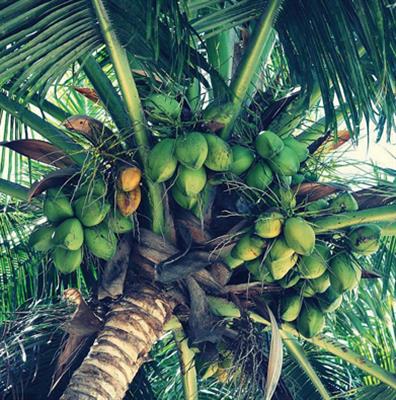 椰子树为什么都长在海边