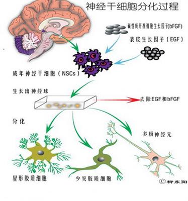 神经干细胞分化过程