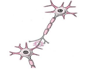 神经细胞3
