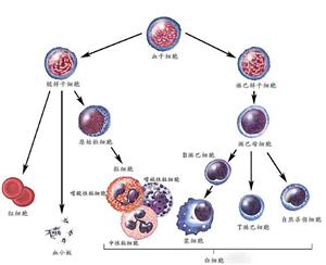 造血干细胞分化图
