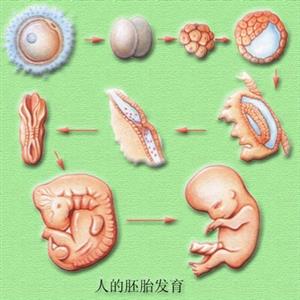 人的胚胎发育图