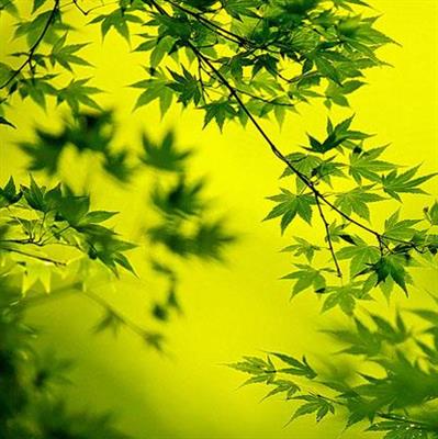 日本科学家发现红外线能使植物进行光合作用