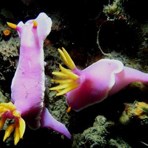 海蛞蝓可生成叶绿素 似为动植物混合体