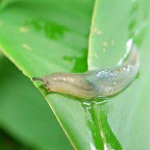 最早软体动物像鼻涕虫