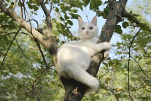 爬树的猫1