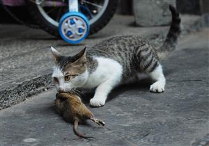 猫抓老鼠