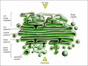 一种细胞器——高尔基体