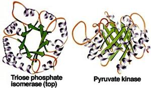 磷酸丙糖异构酶和丙酮酸激酶的三级结构