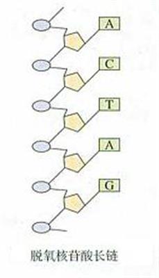脱氧核苷酸长链