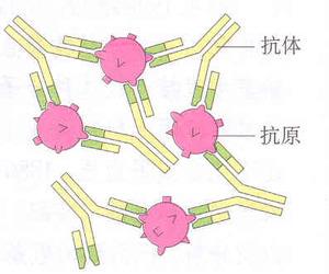 免疫蛋白