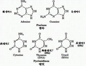 核苷酸1