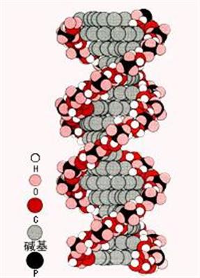 DNA的分子结构