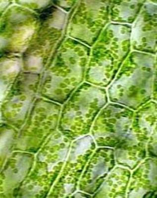 水生植物伊乐藻的叶绿体