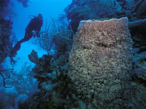 进行光合作用生物：巨型桶状海绵