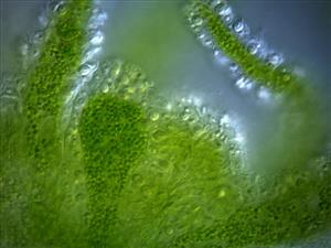 进行光合作用生物：绿色水螅