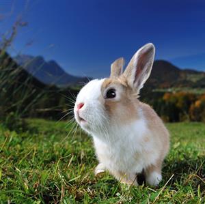 兔子为什么斜着眼看东西？