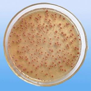 硝化细菌菌种