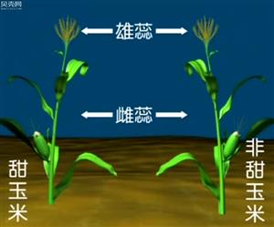 玉米的有性杂交实验1