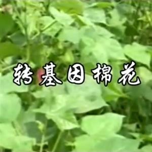 转基因棉花