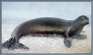 濒临灭绝的动物——海豹