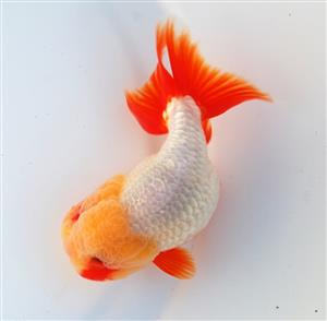 银身红尾金鱼