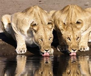 狮子喝水